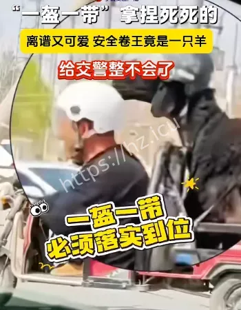 羊也戴上安全帽